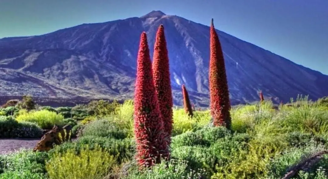 Candelaria'S Mountain House